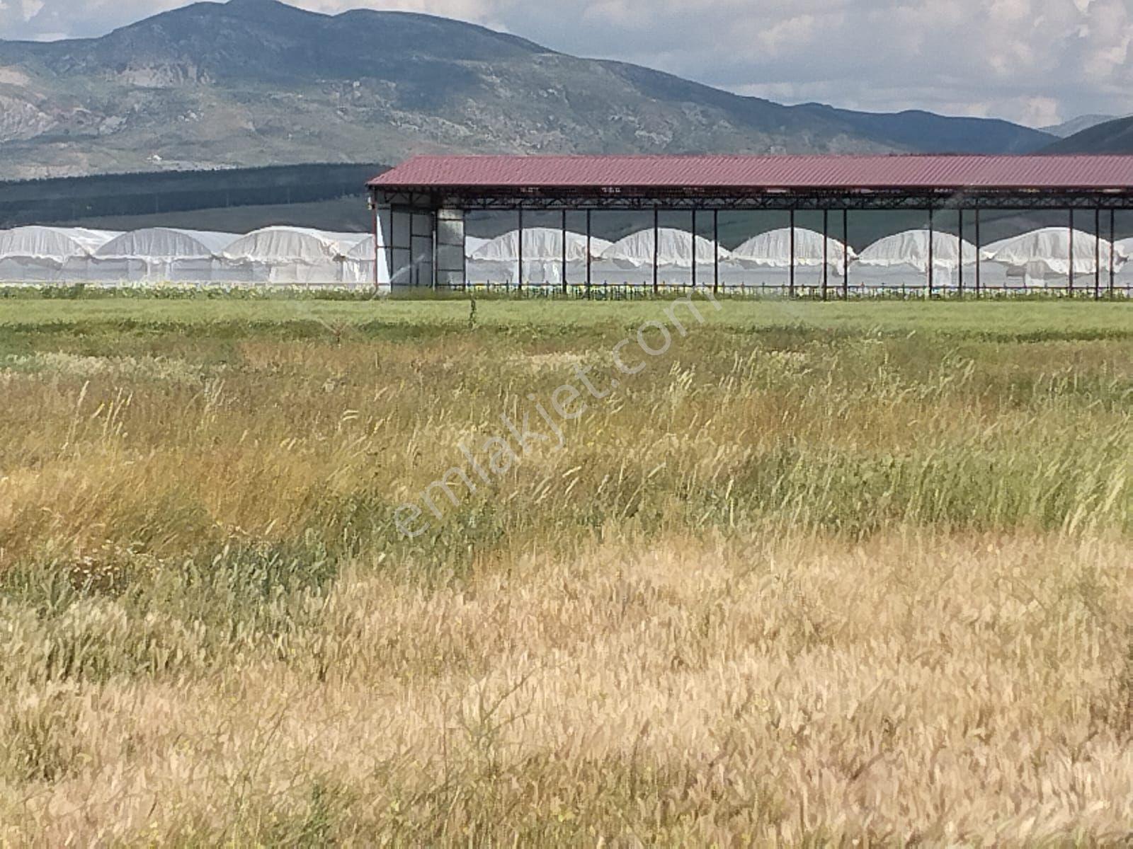 Burdur İle Karamanlı İlçesi Çamlık Mahallesi'nde Mükemmel Lokasyonda Tarla - Görsel 9