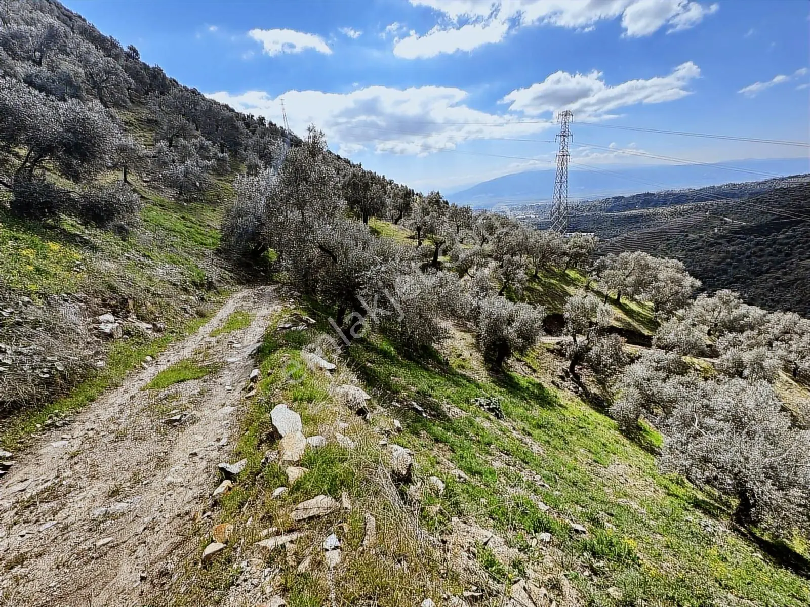 Nazilli İsabeyli Mah. Baraj Manzaralı Satılık 4531 M2 Zeytinlik - Görsel 3