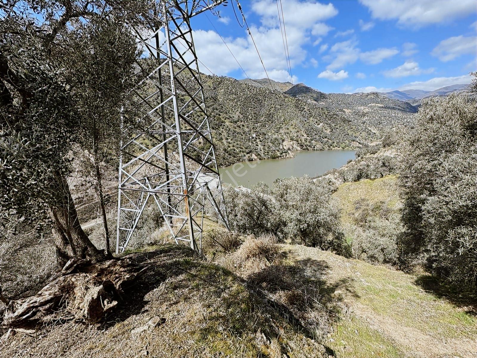 Nazilli İsabeyli Mah. Baraj Manzaralı Satılık 4531 M2 Zeytinlik - Görsel 8