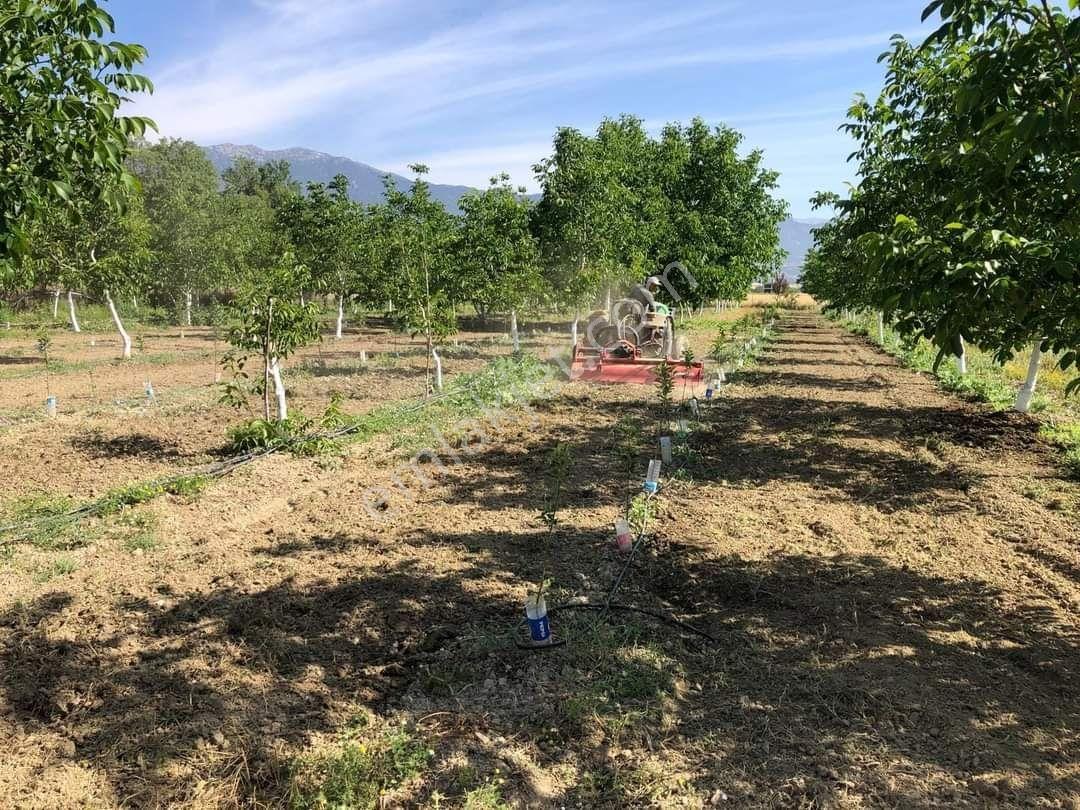 Burdur Bucak Ürkütlü Köyü Satılık 5.158m2 Bahçe 5.100.000 - Görsel 13