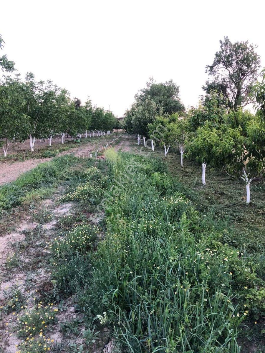 Burdur Bucak Ürkütlü Köyü Satılık 5.158m2 Bahçe 5.100.000 - Görsel 5