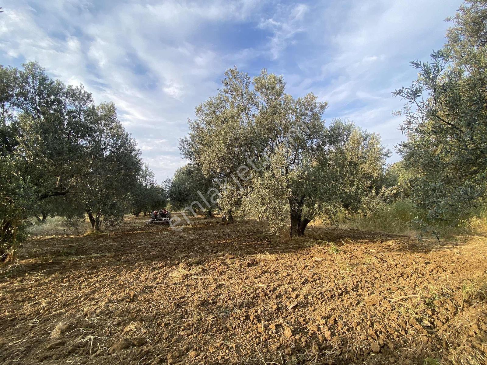 Prestijden Asvalt Yola Cephe Gömeç Merkeze 2.5 Kilometre Zeytnlk - Görsel 24