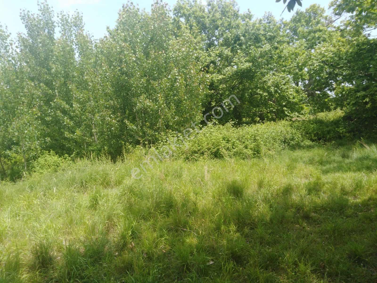 Çanakkale Ezine Çamlıca Da Yatırımlık Satılık Tarla - Görsel 3