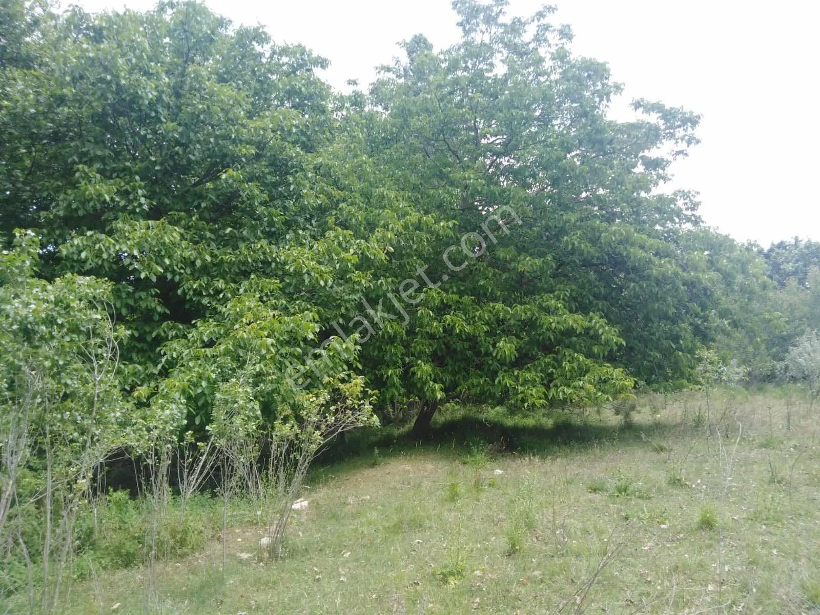 Çanakkale Ezine Çamlıca Da Yatırımlık Satılık Tarla - Görsel 8