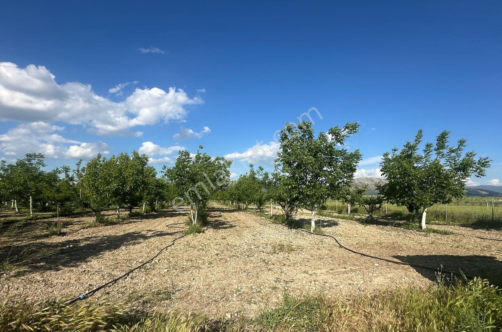 8225 M2 12 Yıllık Ceviz Ve Erik Bahçesi - Görsel 4