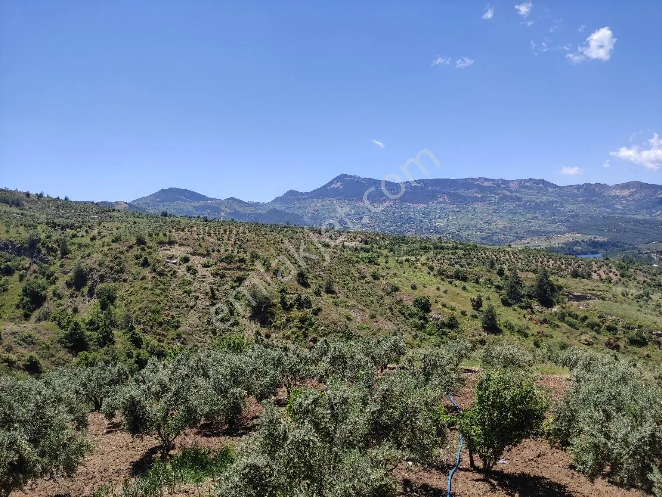 GERMENİCİA'DAN KIZILSEKİ'DE NATAMAM EVİ İLE SATILIK TARLA/BAHÇE - Görünüm 3