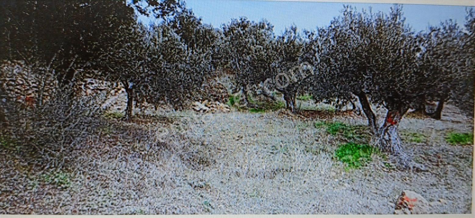 Tamer'den Arıklı'da Muhteşem Deniz Manzaralı Zeytinlik - Görsel 4