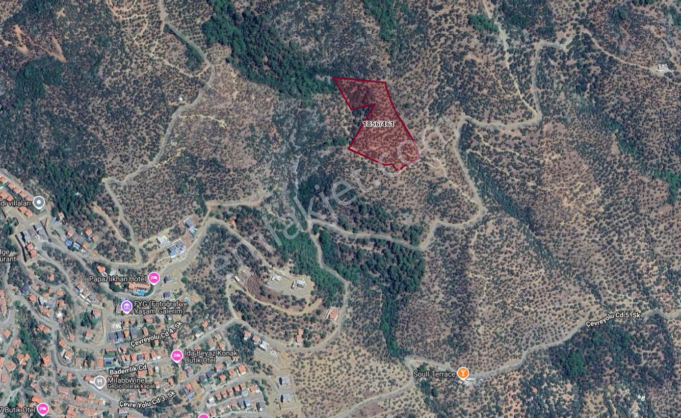 Kardeş'ten Altınolukta İmara Yakın Panoramik Deniz Manzaralı 13 Dönüm Zeytinlik