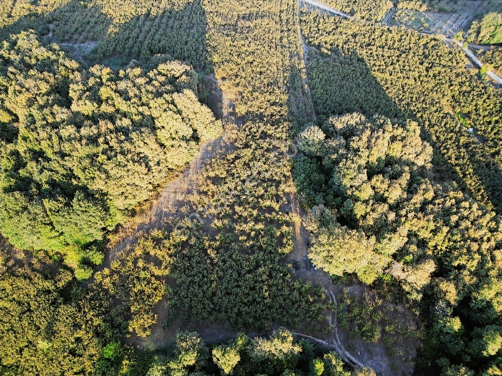 Hendek Kazımiye Fındık Getirili Tarla //dündar Gayrimenkul - Görsel 10