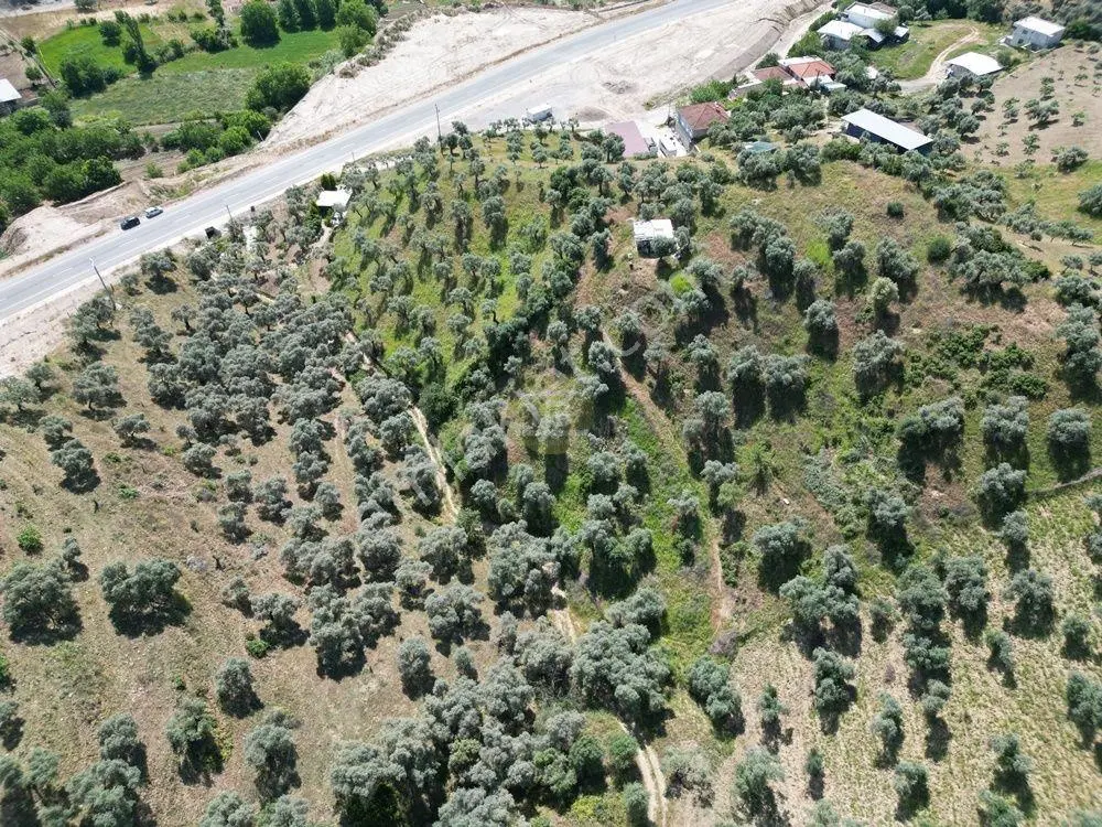 Hb'den Satılık Zeytinlik, Etrafı Çevirili, Verimli, 175 Ağaçlı