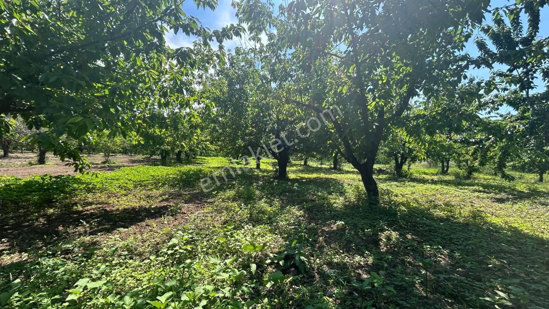 Uzmanlar'dan Karamürsel Akçat 1440 M2 %5 İmarlı Satılık Meyve Bahçesi - Görsel 9