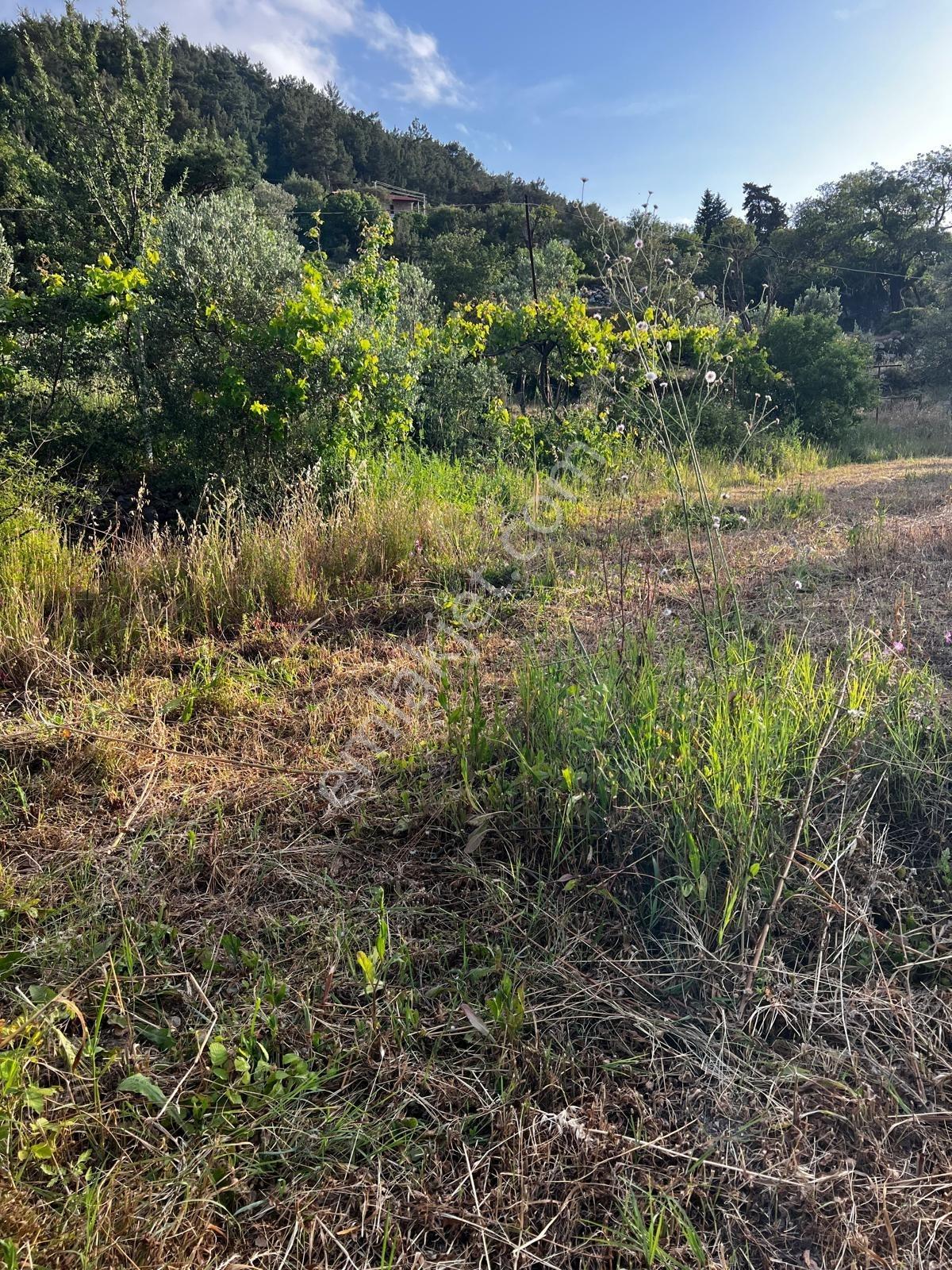Muğla Marmaris Söğüt Te Bahçelide Satılık 494m2 Tarla - Görsel 16