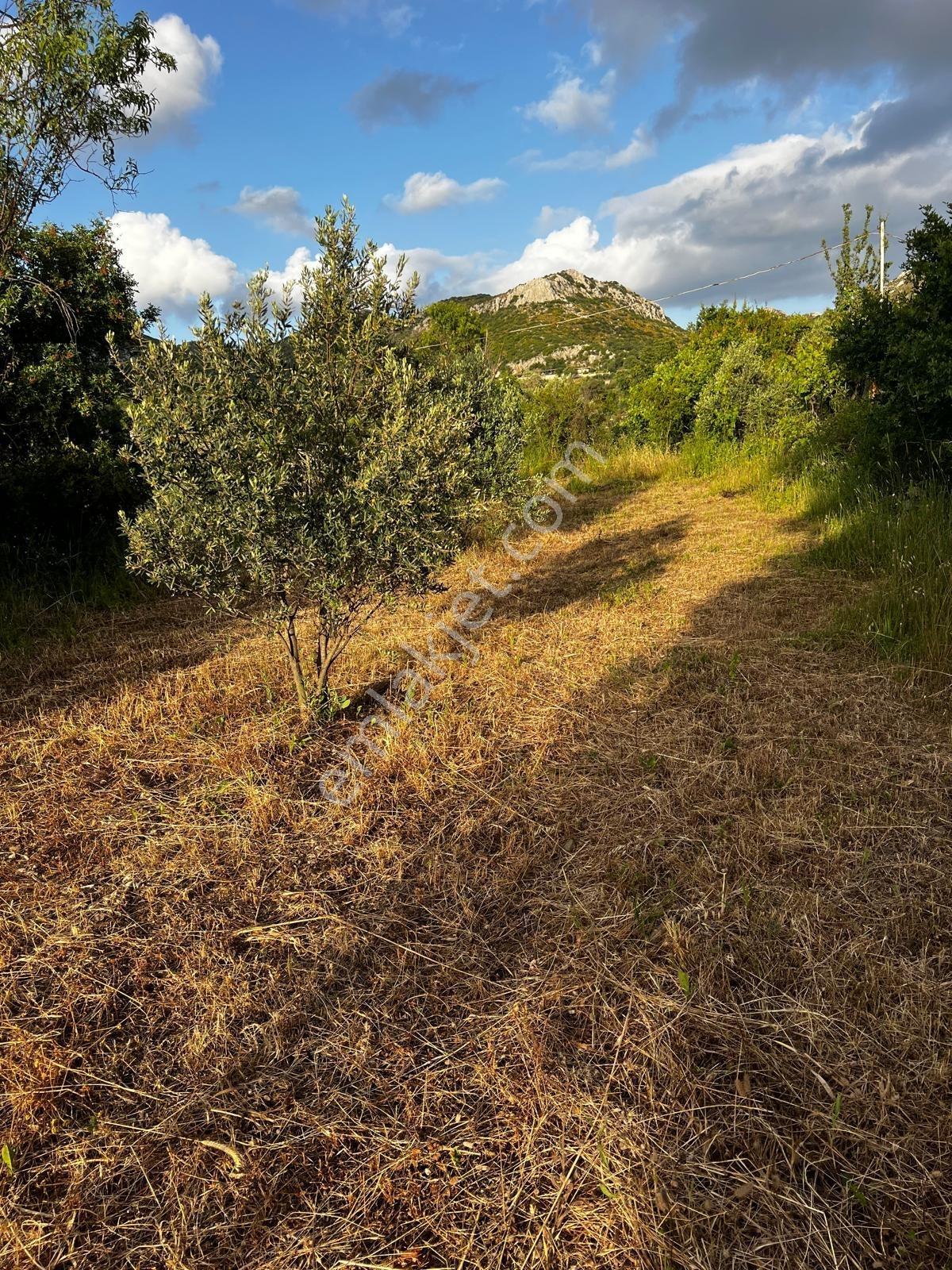 Muğla Marmaris Söğüt Te Bahçelide Satılık 494m2 Tarla - Görsel 7