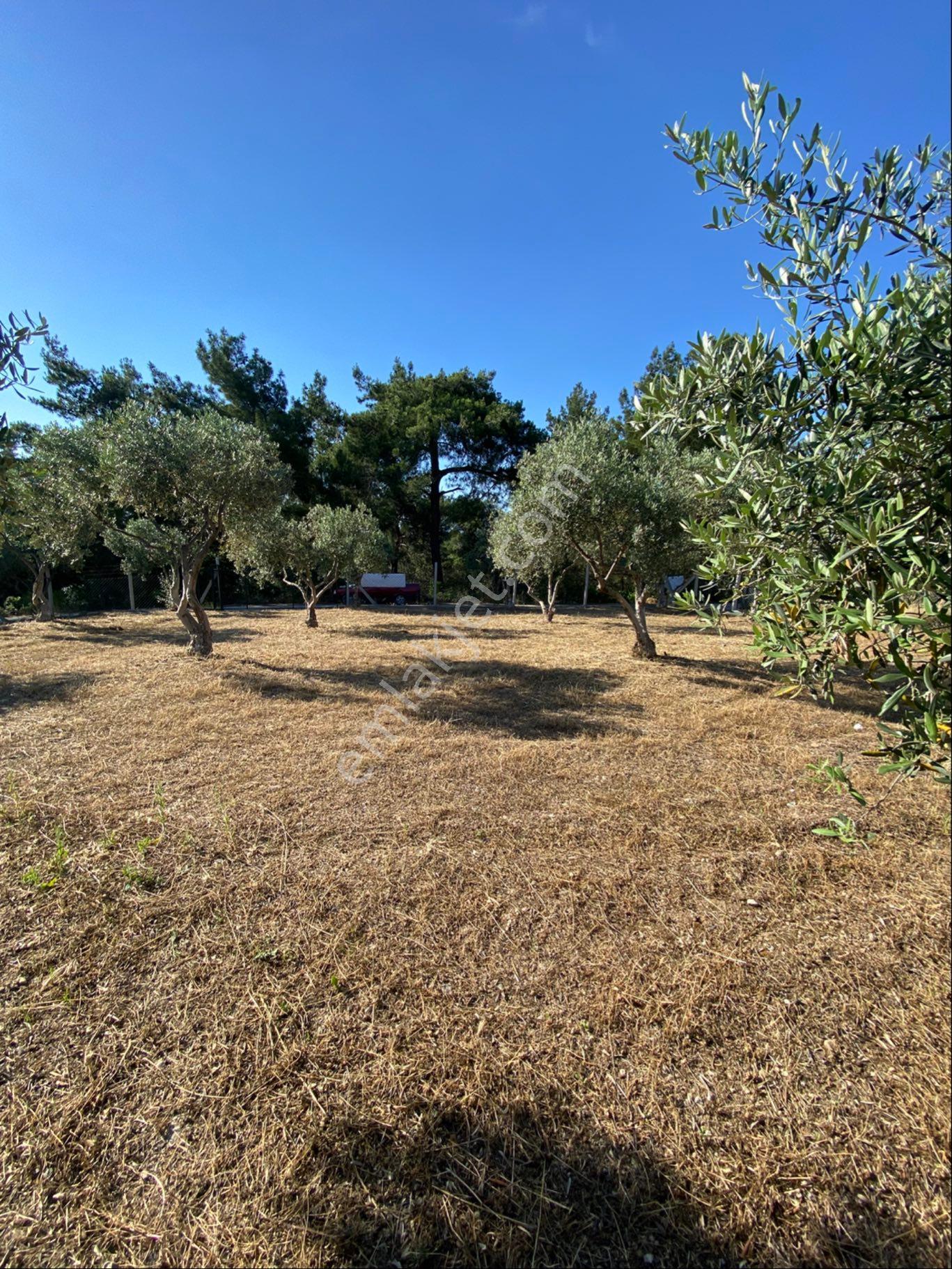 Buca Belenbaşı Müstakil Tapulu Tarla - Görsel 3