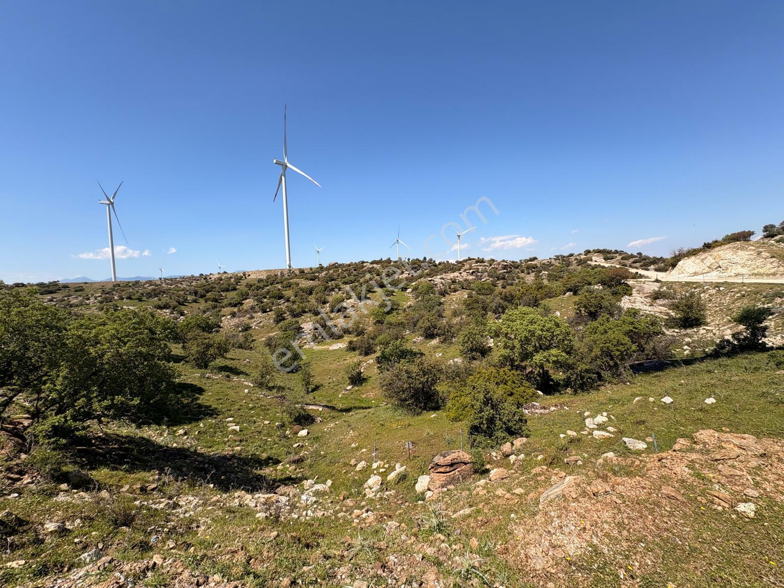 Yeşilköyde Satılık 53.605 Dönüm Zeytinlik