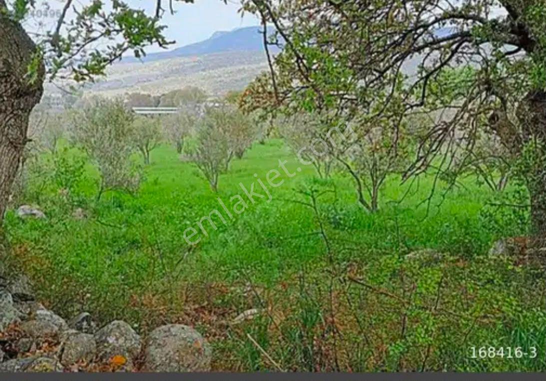 Göçbeyli Köye Yakın Sulu Tarla - Görsel 4