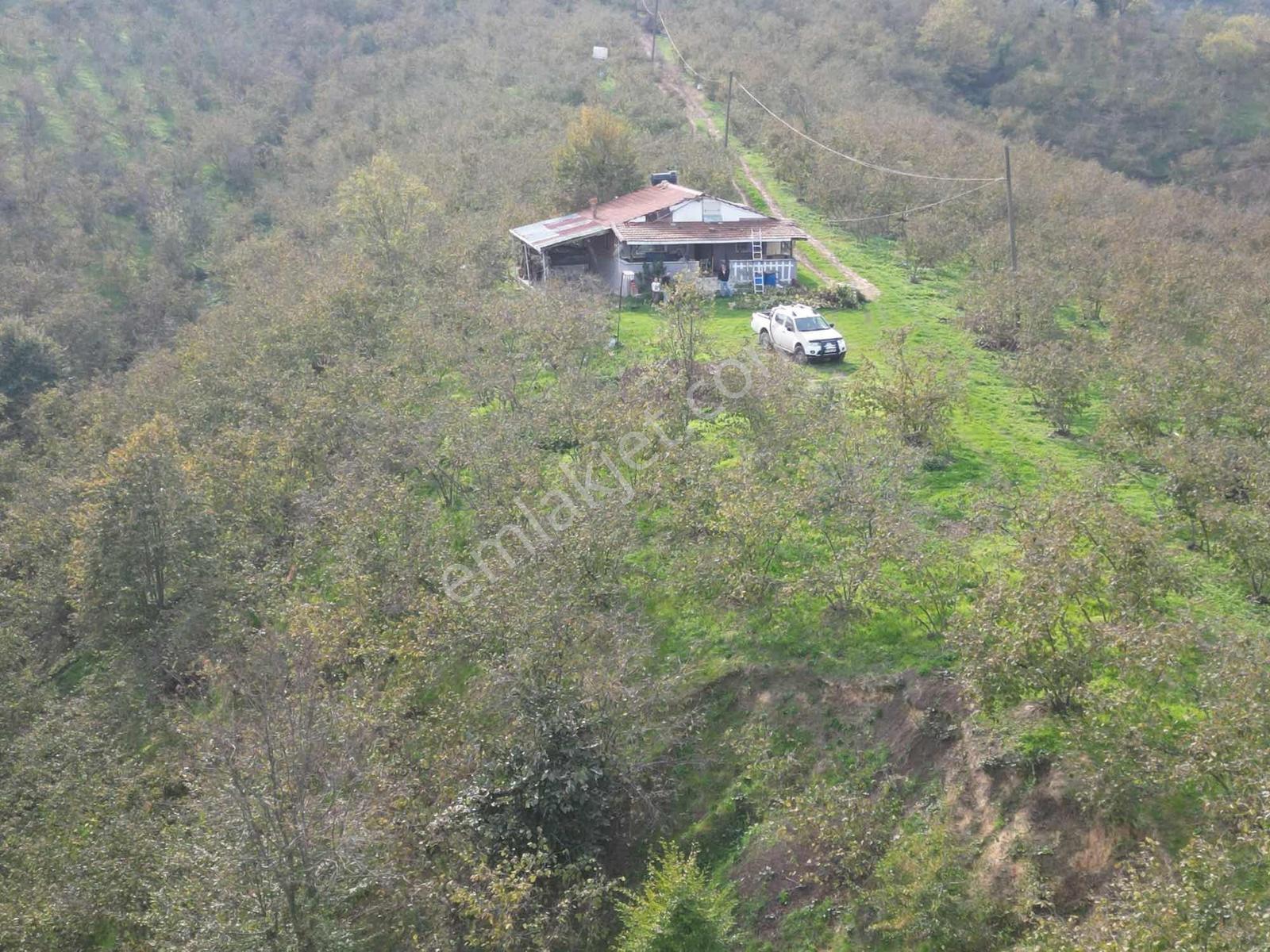 Fırsat Sakarya Karapürçek İnönünde Ev Ve 16 Dönüm Fındık Arazisi - Görsel 15
