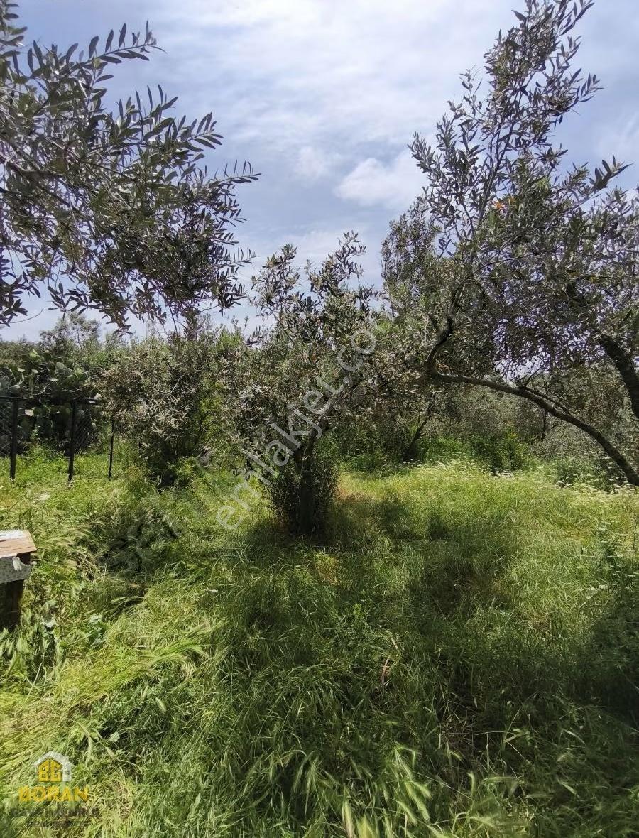 Çukurova Fadıl Köyünde Satılık Bahce Ve Kavgir Ev - Görsel 11