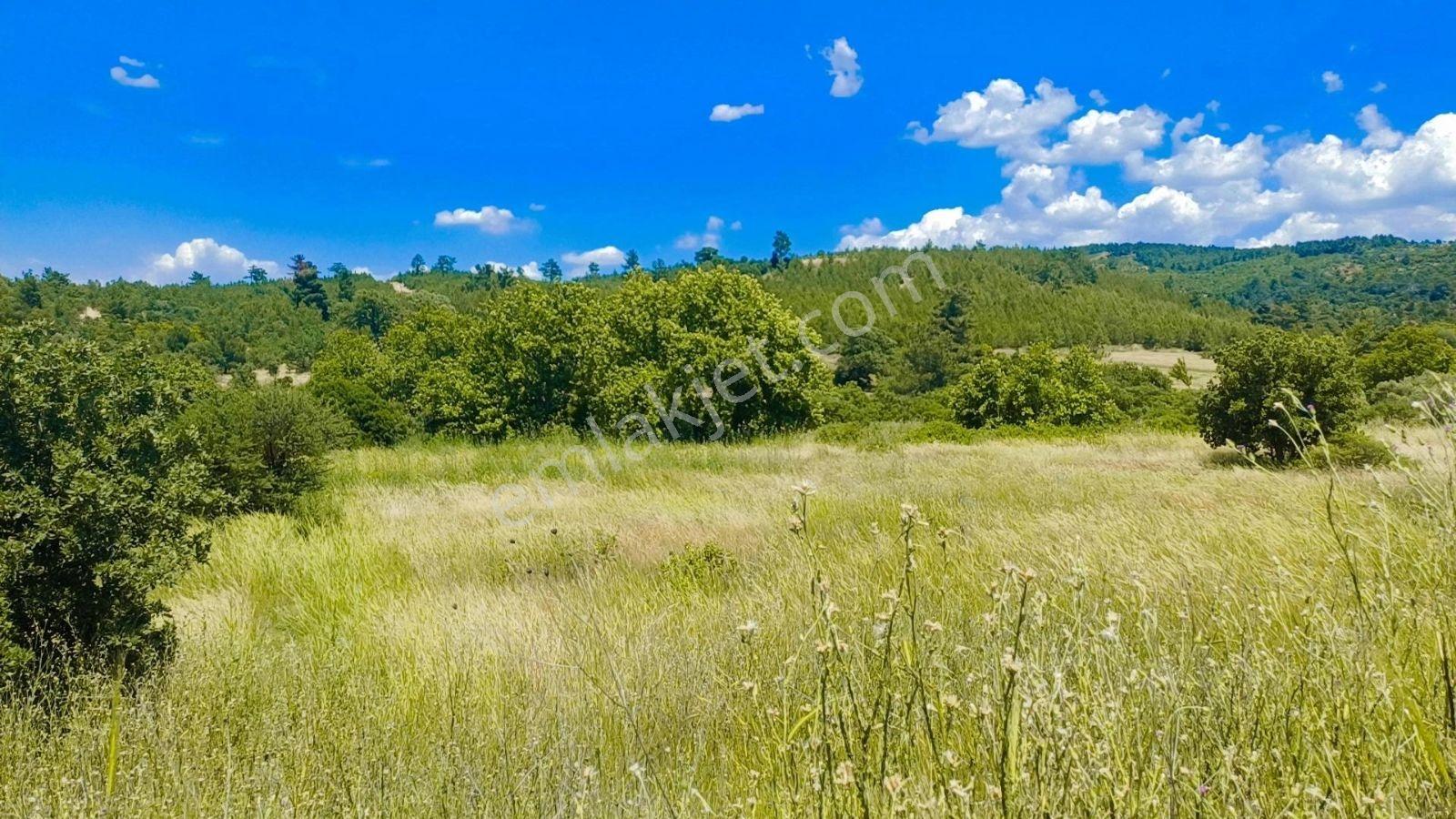 1135 M² Tek Tapu Bergama Zeytindağ Koyuneli De Satılık Tarla - Görsel 6