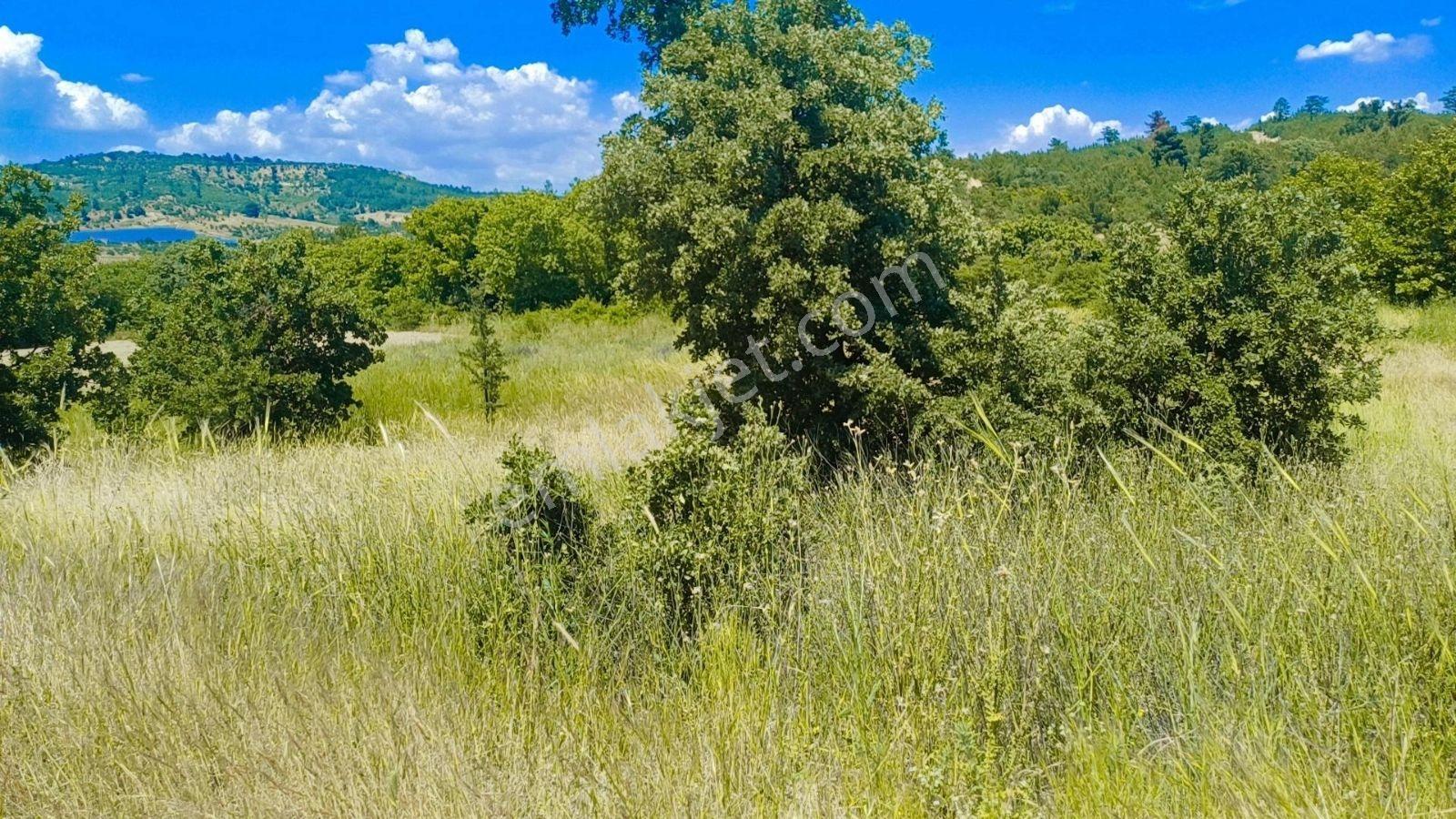 1135 M² Tek Tapu Bergama Zeytindağ Koyuneli De Satılık Tarla - Görsel 7
