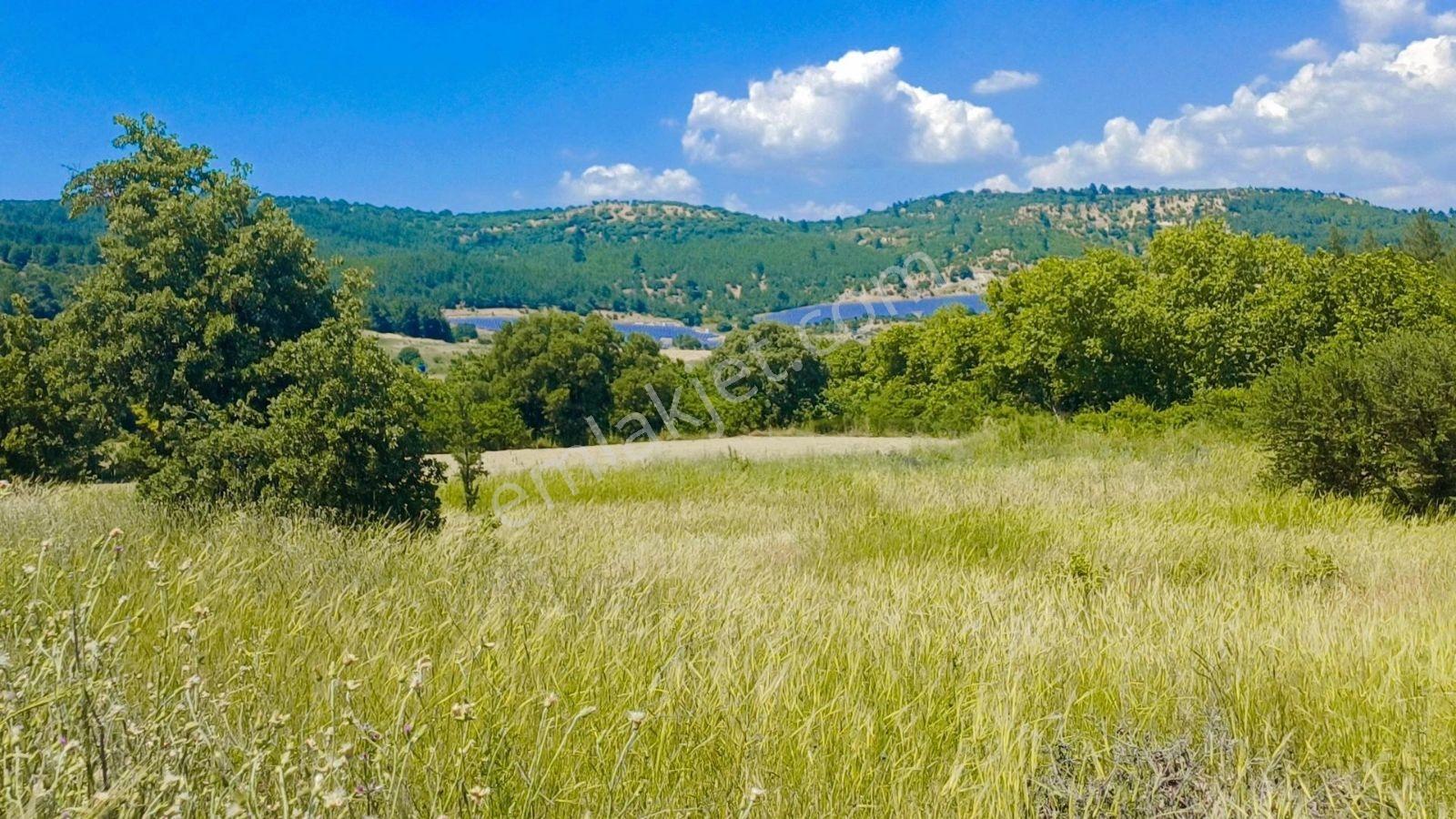 1135 M² Tek Tapu Bergama Zeytindağ Koyuneli De Satılık Tarla - Görsel 3