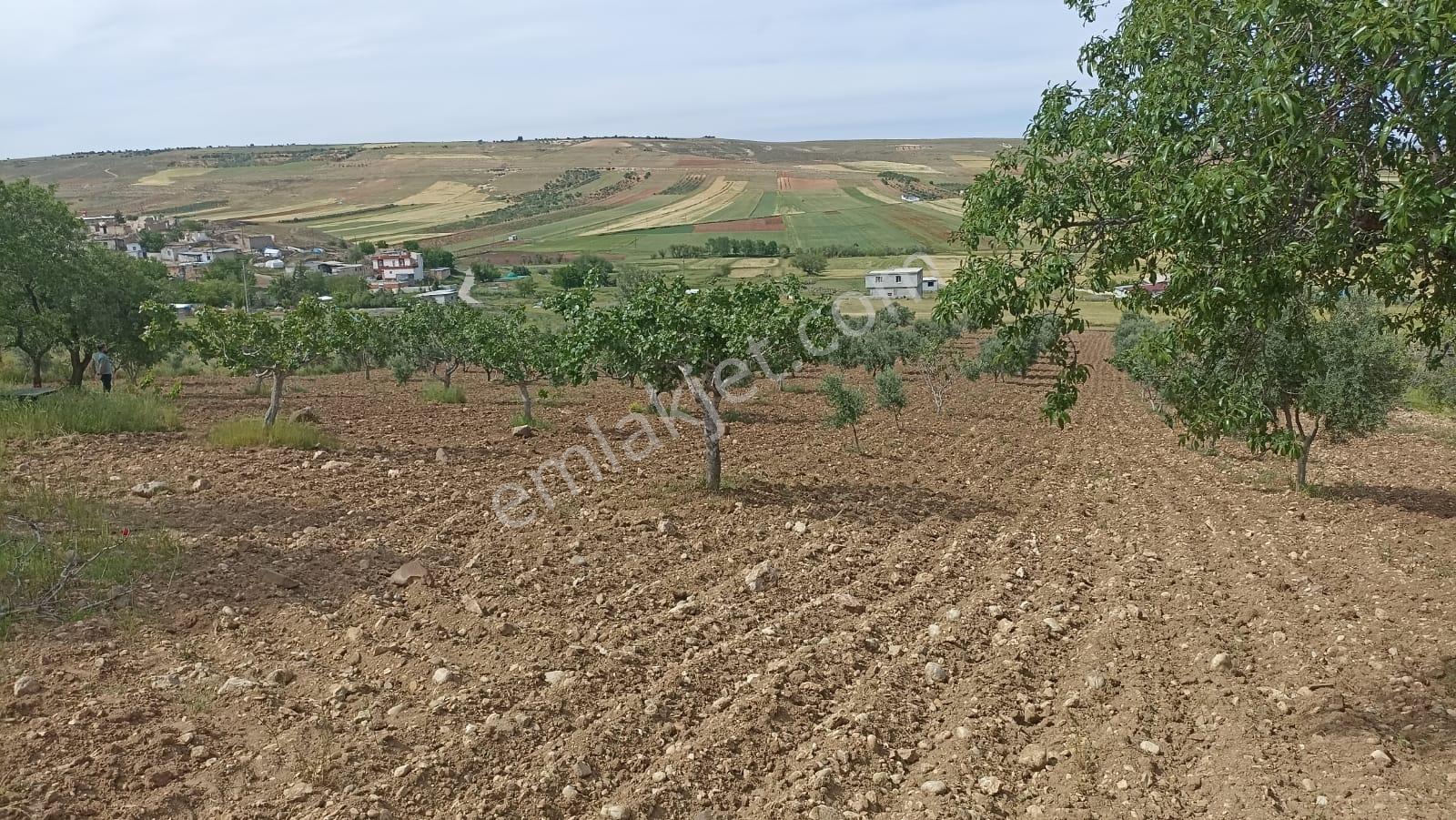 Aktif Den ^^yıgmatepe^^de Asvalt Üzeri Çok Güzel Arazi - Görsel 17