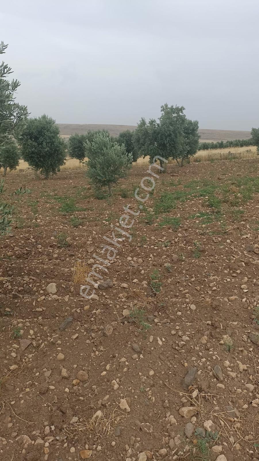 Aktif Den ^^yıgmatepe^^de Asvalt Üzeri Çok Güzel Arazi - Görsel 26