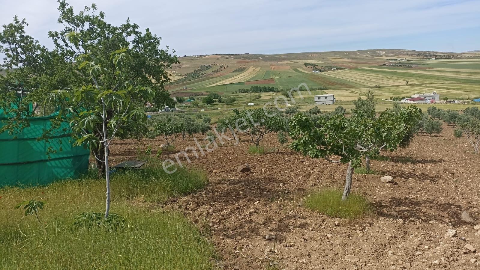 Aktif Den ^^yıgmatepe^^de Asvalt Üzeri Çok Güzel Arazi - Görsel 12
