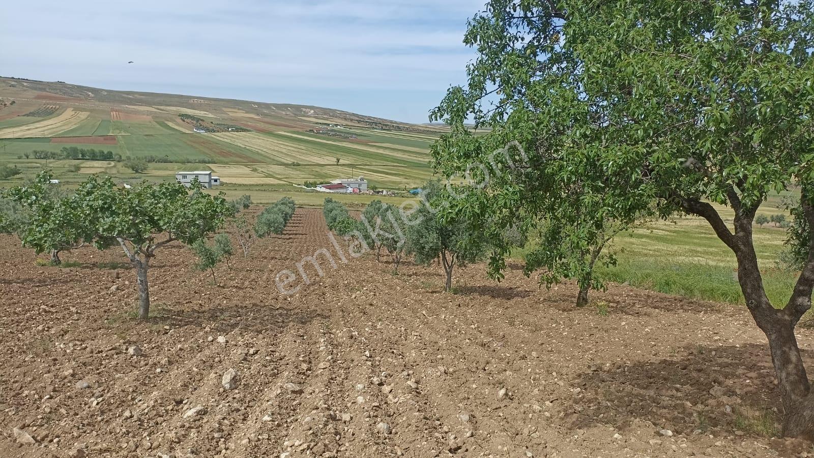 Aktif Den ^^yıgmatepe^^de Asvalt Üzeri Çok Güzel Arazi - Görsel 31