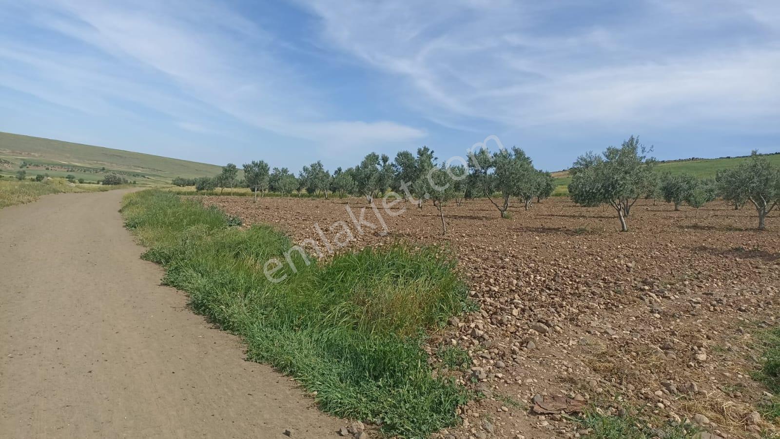 Aktif Den ^^yıgmatepe^^de Asvalt Üzeri Çok Güzel Arazi - Görsel 7