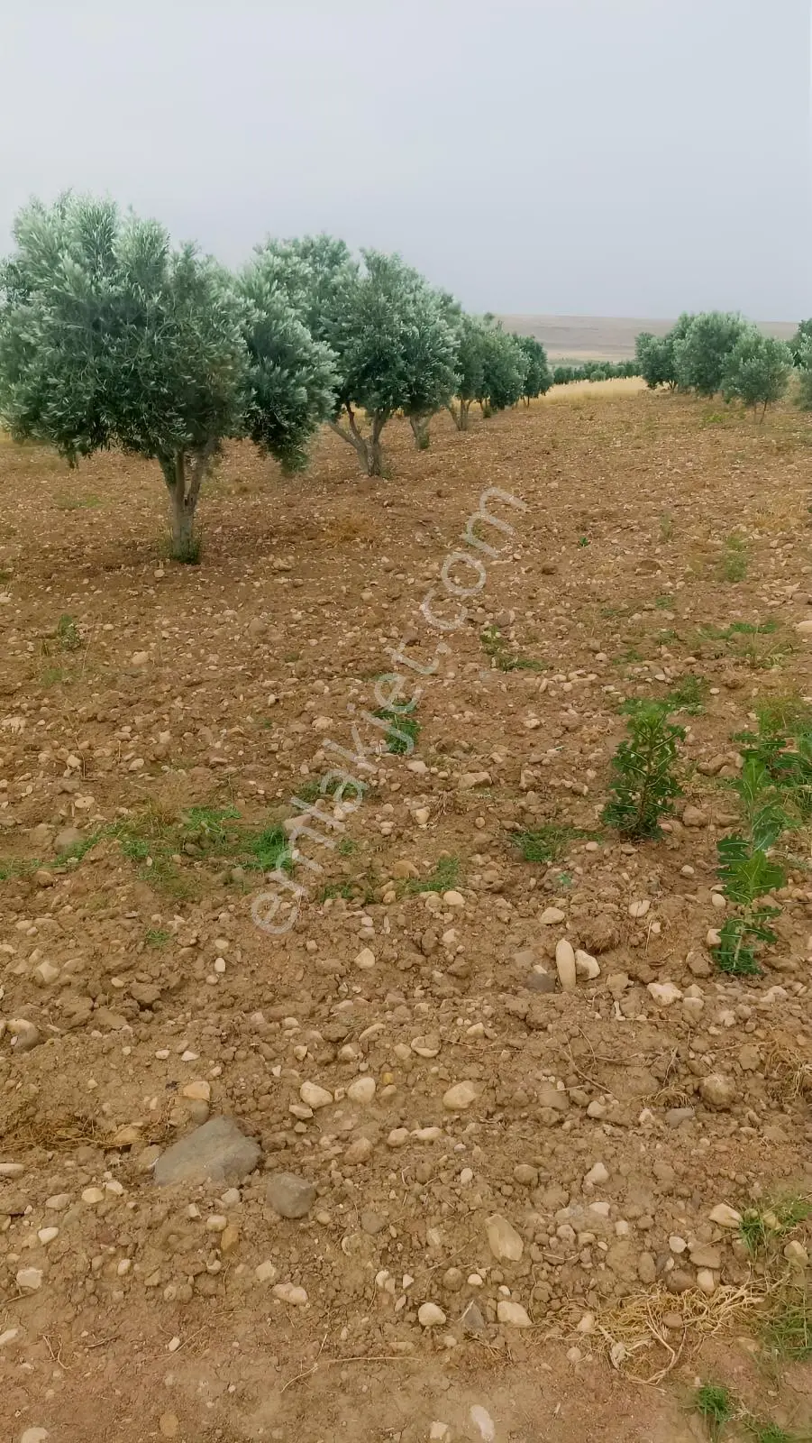 Aktif Den ^^yıgmatepe^^de Asvalt Üzeri Çok Güzel Arazi - Görsel 4