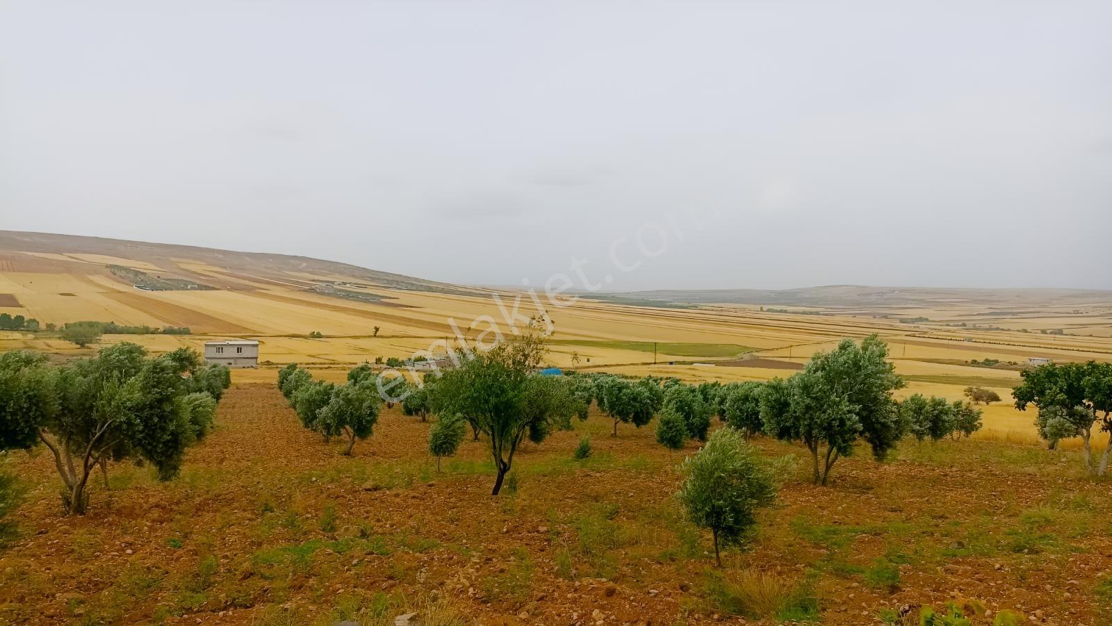 Aktif Den ^^yıgmatepe^^de Asvalt Üzeri Çok Güzel Arazi - Görsel 5