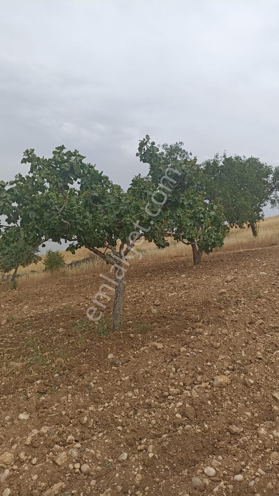 Aktif Den ^^yıgmatepe^^de Asvalt Üzeri Çok Güzel Arazi - Görsel 23