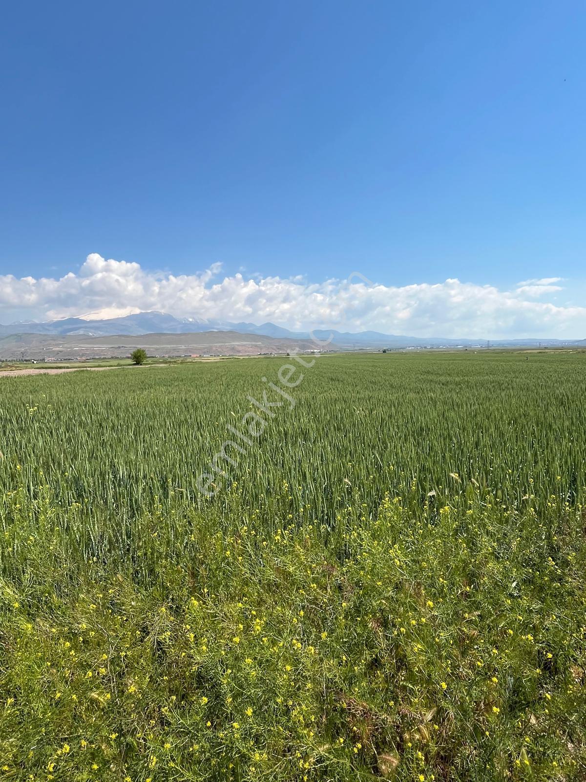 Öz Gaye Emlaktan Develi Sindelhöyük Taşlıyer Mevkinde Satılık Tarla - Görsel 3
