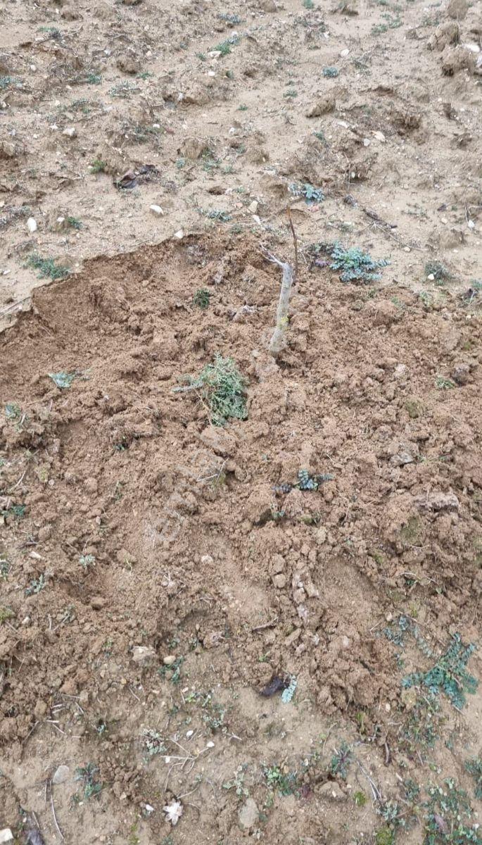 Adaplatin'den Taraklı Pirler'de 7022m2 Ceviz Fidanı Dikili Tarla - Görsel 2
