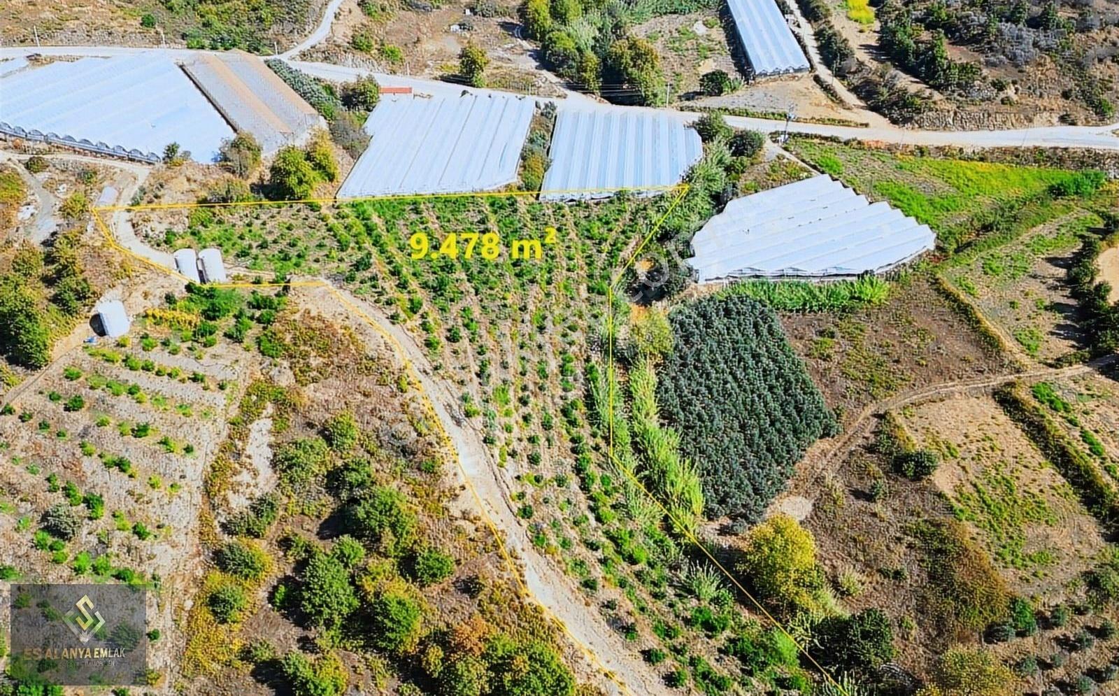 Satılık 9478 M² Avokado Bahçesi Fırsat Bu Fiyatlara Emsali Yok - Görsel 3