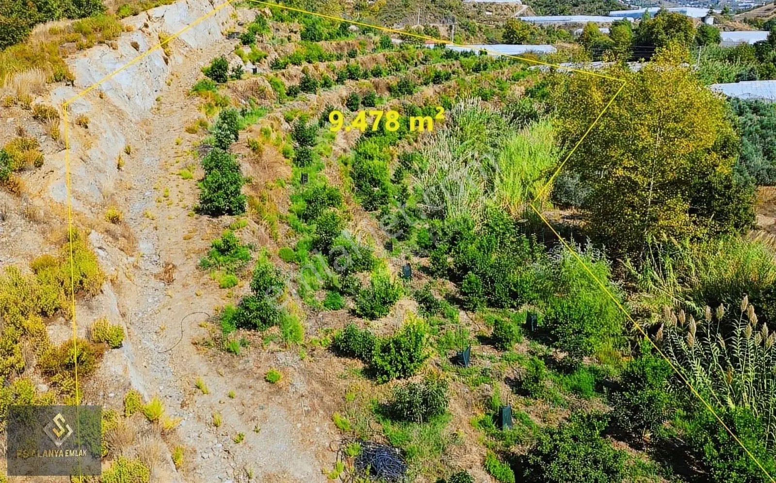 Satılık 9478 M² Avokado Bahçesi Fırsat Bu Fiyatlara Emsali Yok - Görsel 4