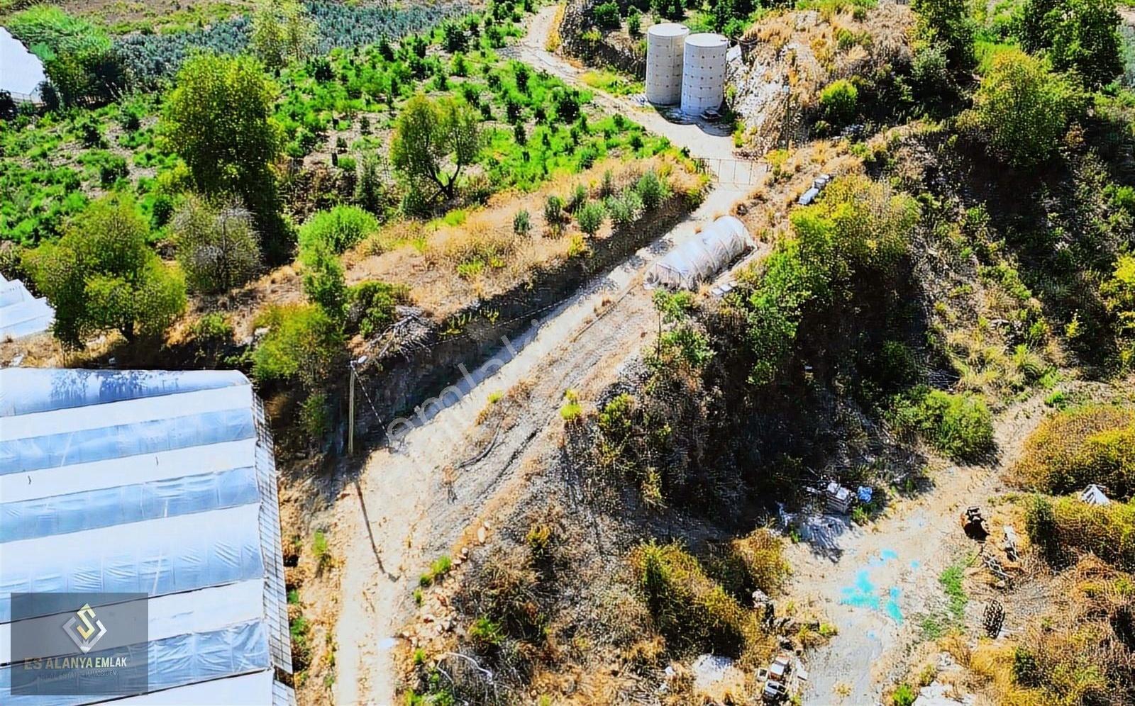 Satılık 9478 M² Avokado Bahçesi Fırsat Bu Fiyatlara Emsali Yok - Görsel 11