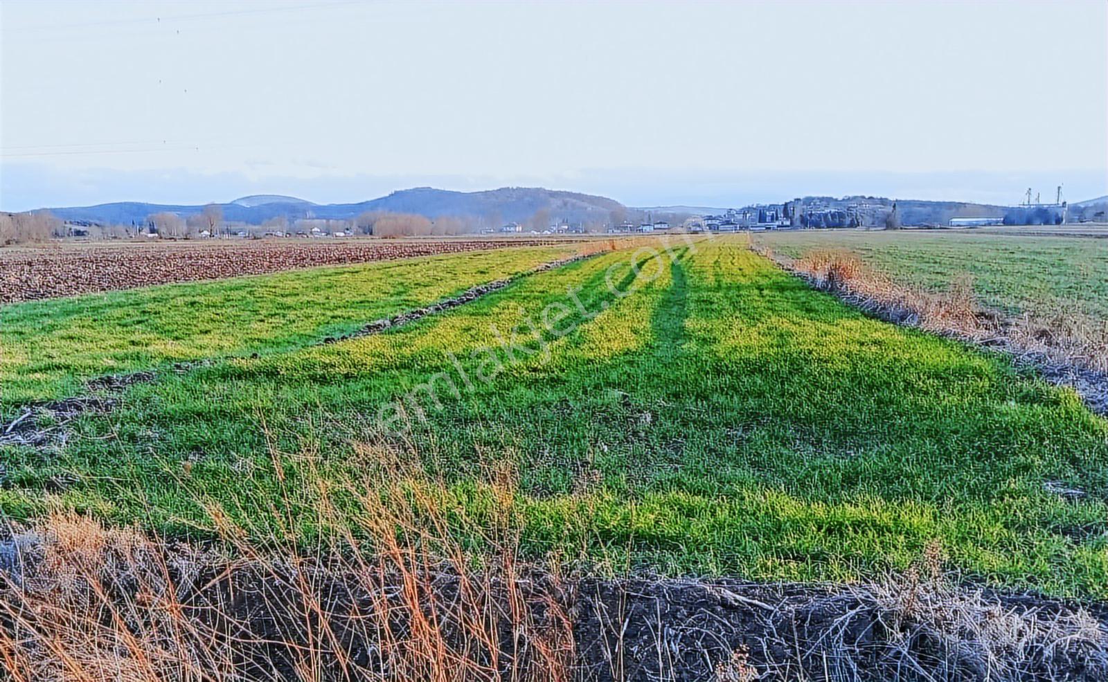 Remax Hür Ali Kutanis'ten Adapazarı Çaltıcak'ta Satılık Tarla - Görsel 5