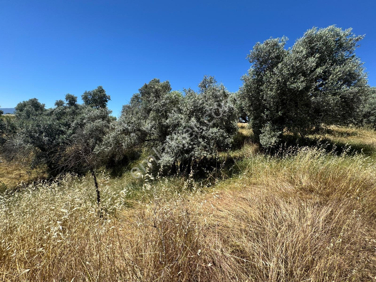 Nazilli İsabeyli Mah. 6310m2 Su Yakın Yolu Var Satılık Zeytinlik - Görsel 3