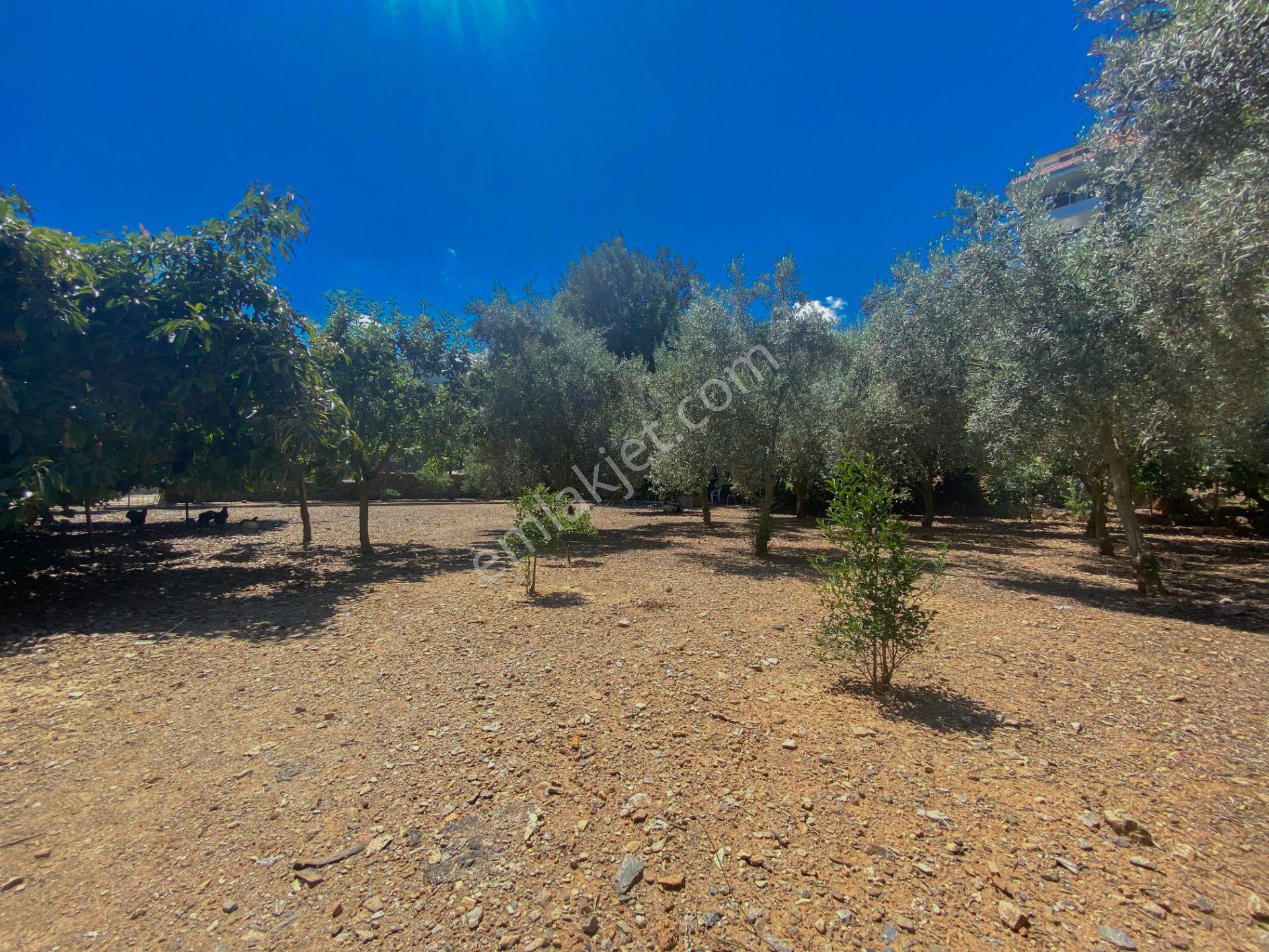 Alanya Oba Mahallesinde Satlık 504 M2 İmarlı Arsa - Görsel 3
