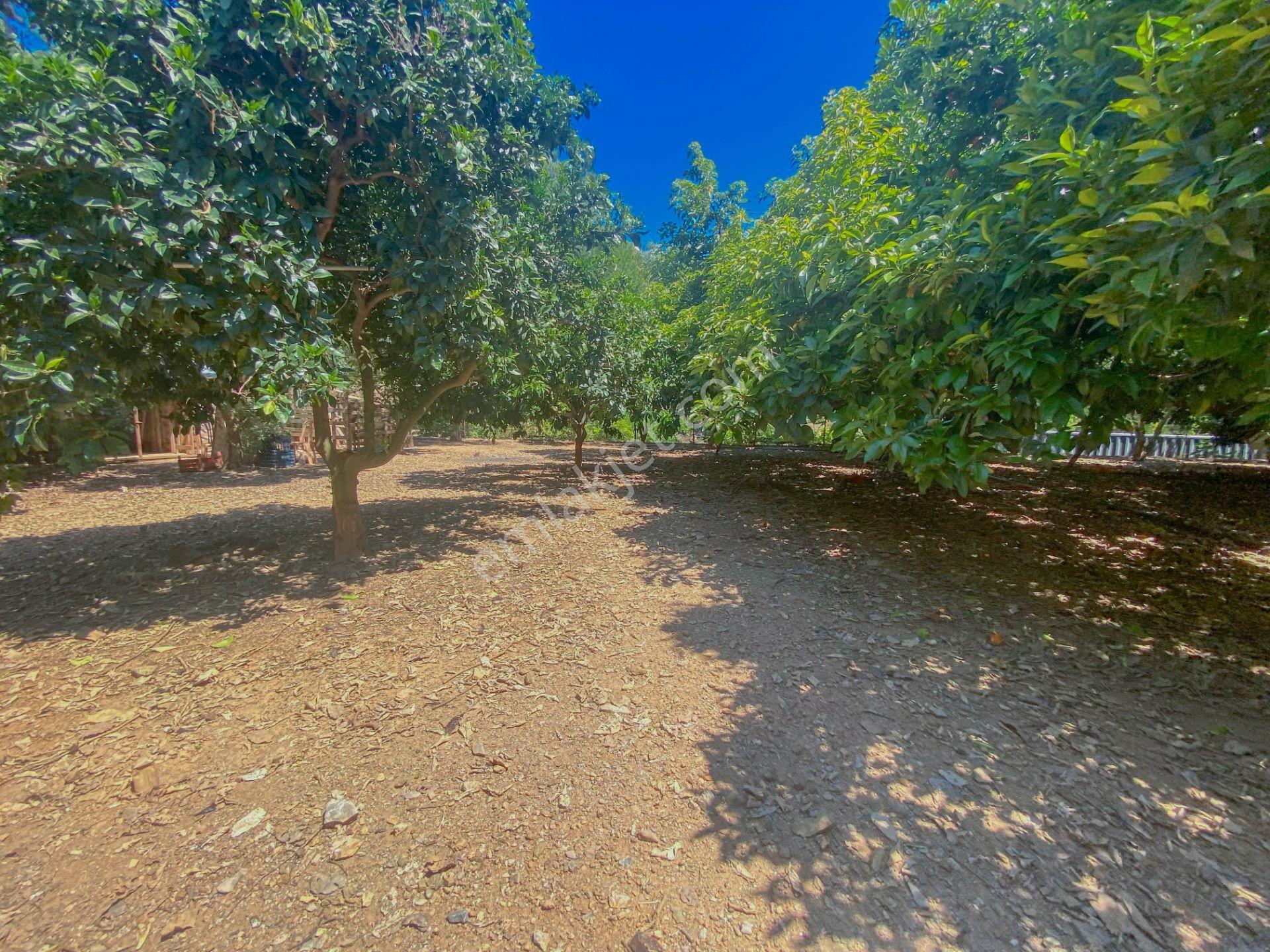 Alanya Oba Mahallesinde Satlık 504 M2 İmarlı Arsa - Görsel 2
