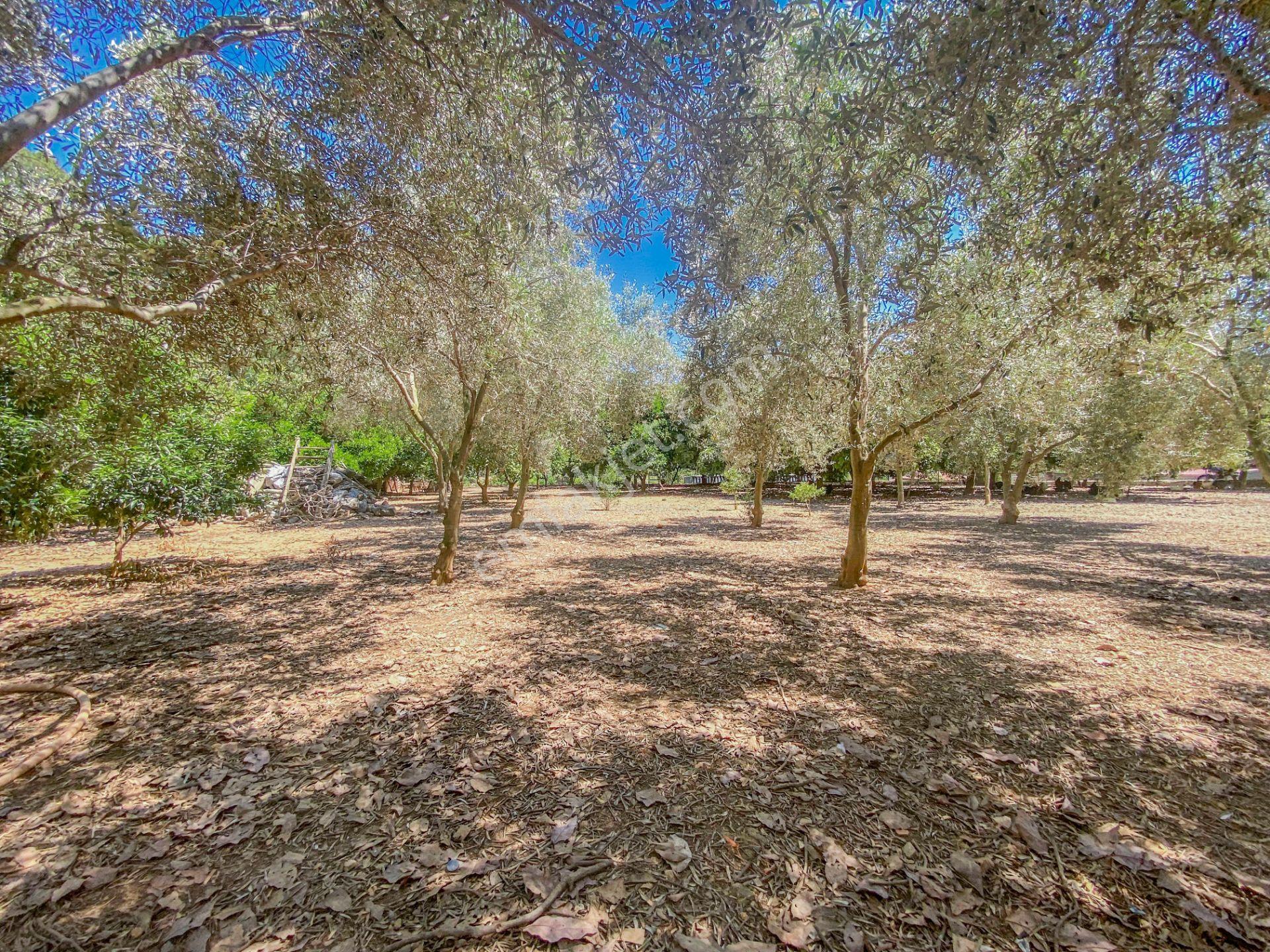 Alanya Oba Mahallesinde Satlık 504 M2 İmarlı Arsa - Görsel 7