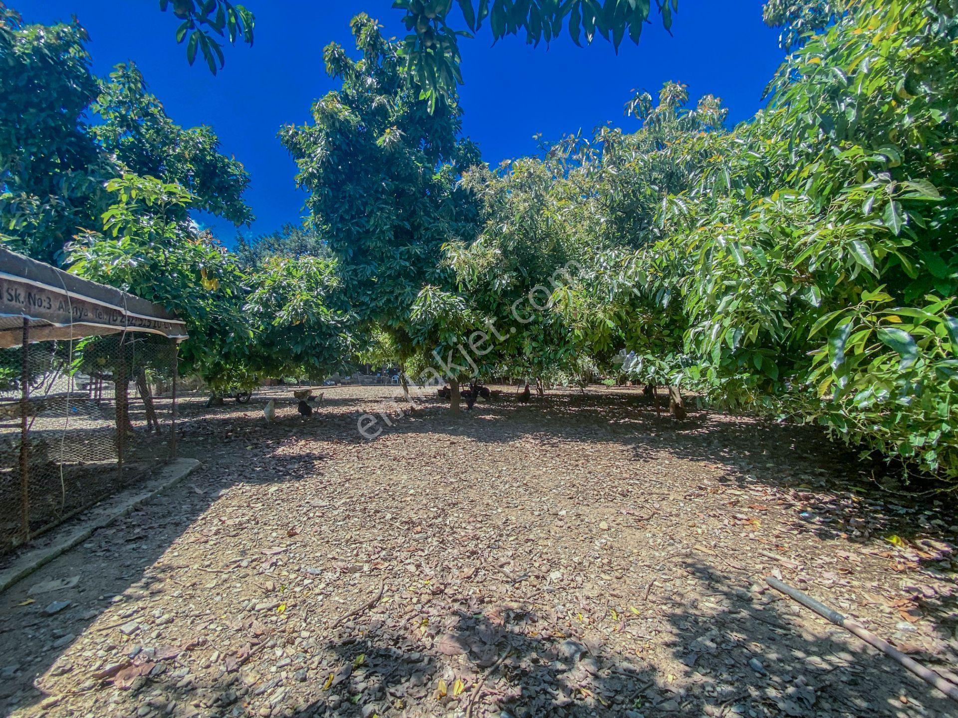 Alanya Oba Mahallesinde Satlık 504 M2 İmarlı Arsa