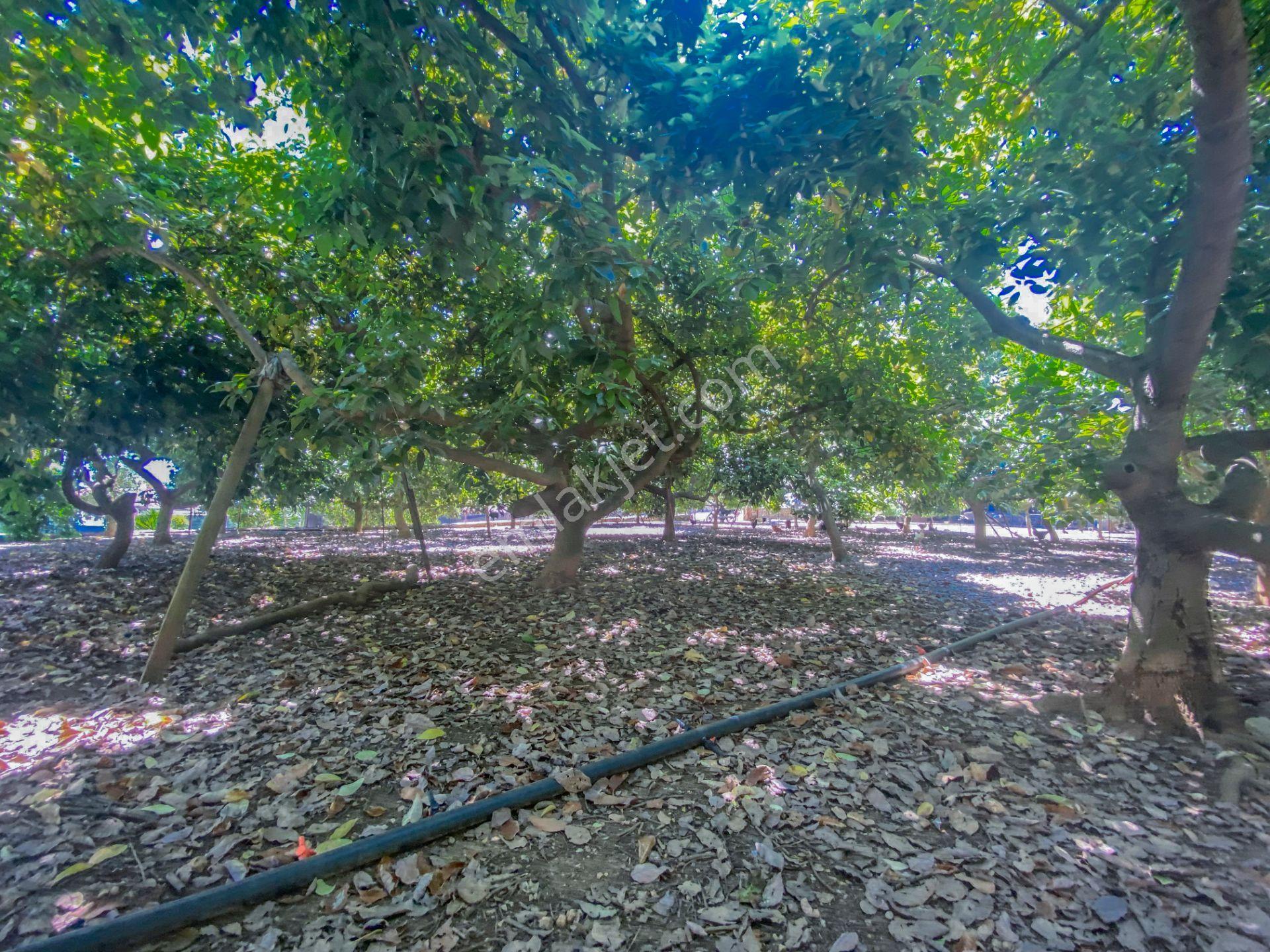 Alanya Oba Mahallesinde Satlık 504 M2 İmarlı Arsa - Görsel 15