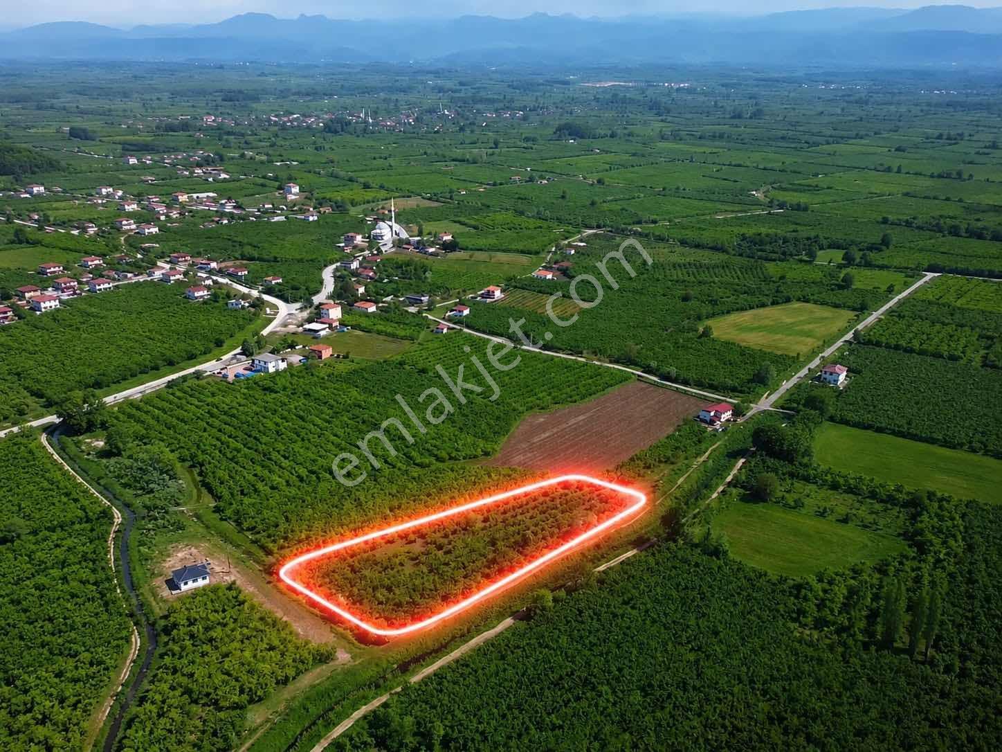Rw Beta'dan Fırsat Fındık Tarlası