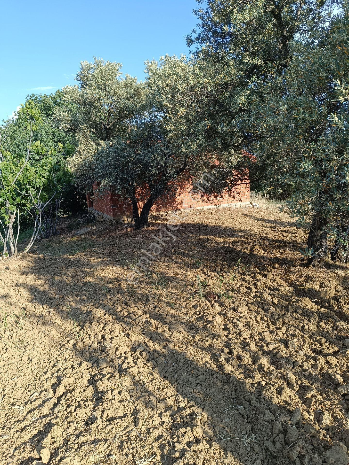 Satılık İncir Bahçesi - Görsel 3