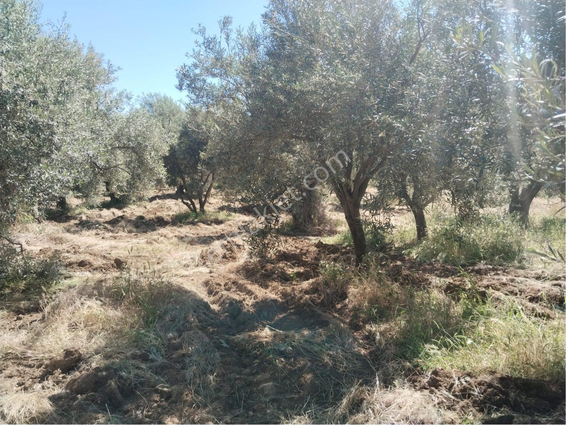 Karacasu Yakını Zeytin Bahçesi - Görsel 6