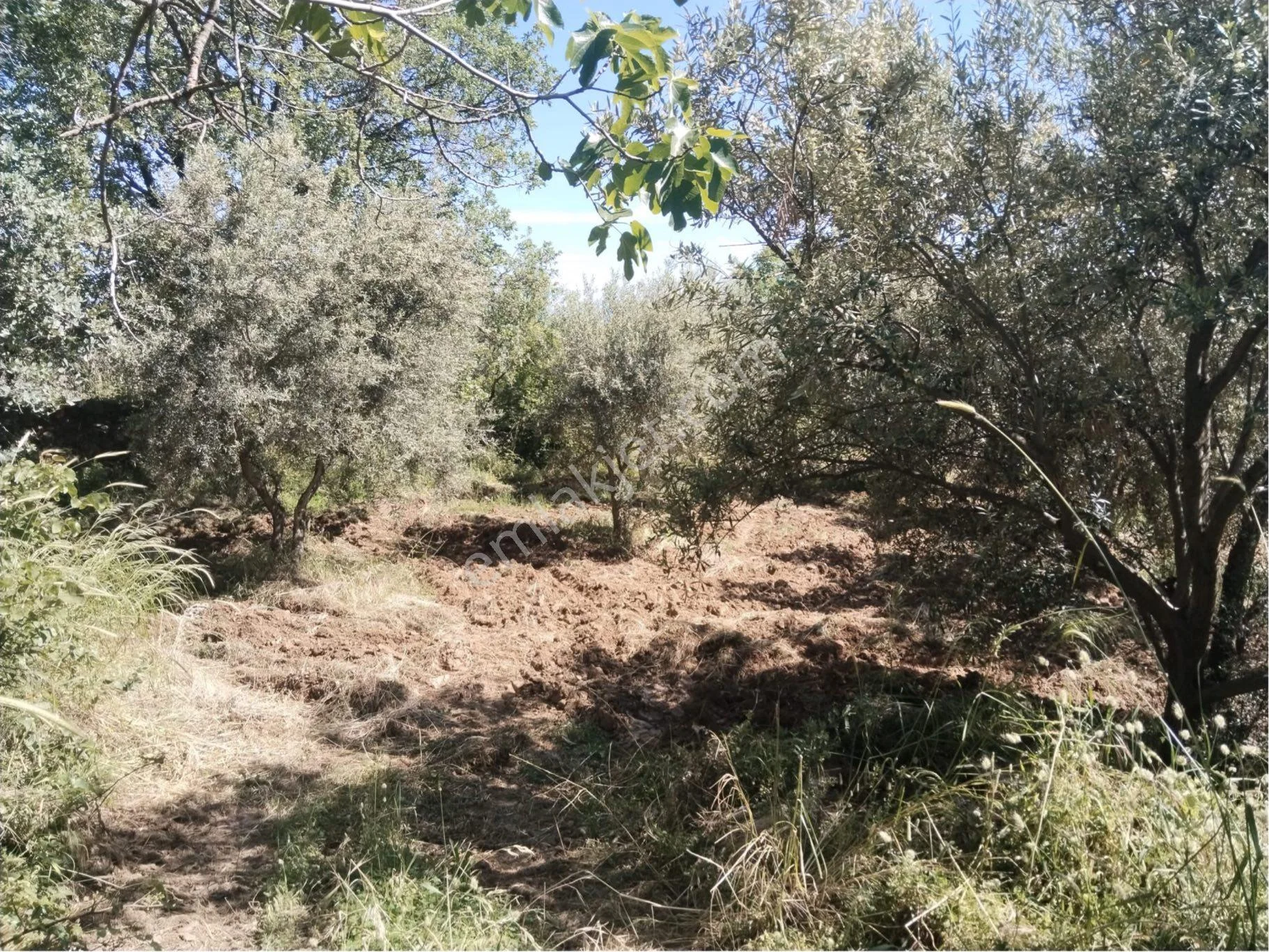 Karacasu Yakını Zeytin Bahçesi - Görsel 2