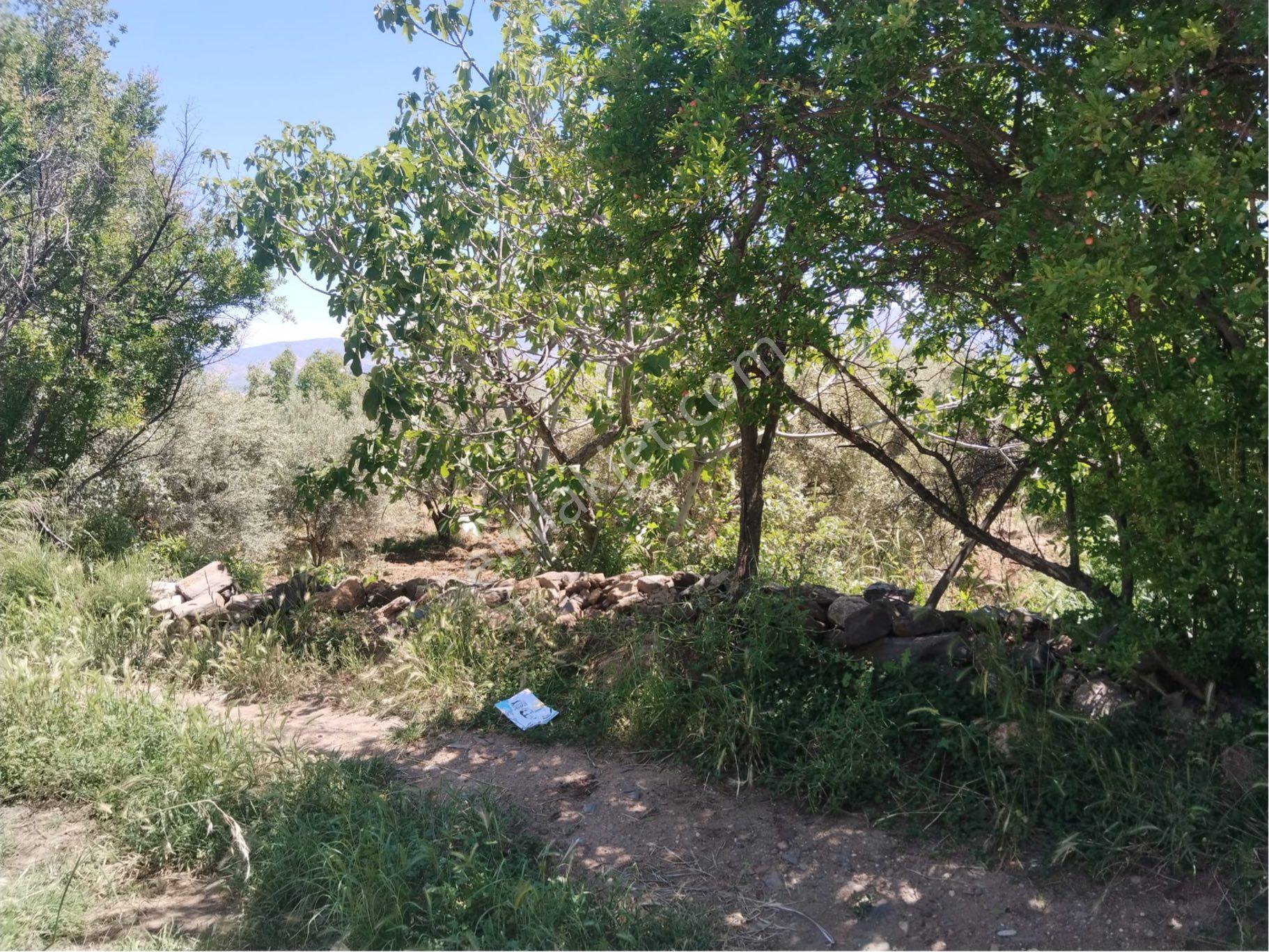Karacasu Yakını Zeytin Bahçesi - Görsel 12